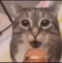 catsings Discord Emoji