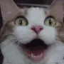 happicat