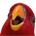 birb_aaaaaa