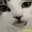 catblems