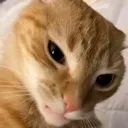 angryjoe