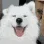 happysamoyed