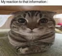 reaction