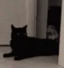 catsteal