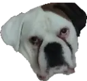 Duxreally