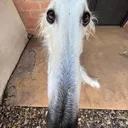 spop