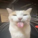 v22_catsilly