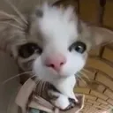 wata wata