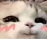 cat12