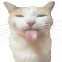 cat_bleh