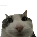 cat_excuseme cat_excuseme
