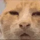 HuhCat