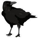 blackcrow