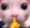 shh shh