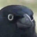 crowhap