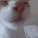 SCyoutastegood SCyoutastegood