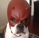 daredevildog