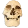 skull