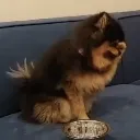 hide