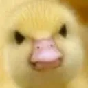 duck_madge