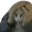 notlikecat