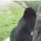 monkespeen