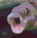 pogfish
