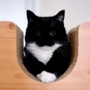 boobs