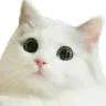 kici
