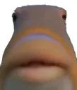 FishLips