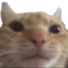 catStare
