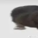 cat1