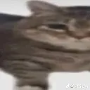 cat2