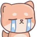 shiba_cry