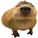 capybara