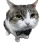 Kot