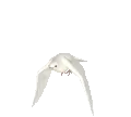 DoveFly