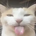 sillygoofycat