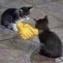 Catshake