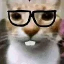 gatonerdo