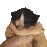 catblanketmeow