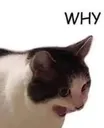 WHY