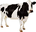 HolyCow