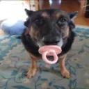 pepeta