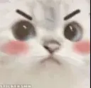 madcat