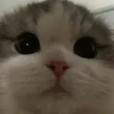 zkattosad Discord Emoji