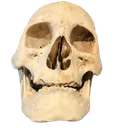 MA_Skullethan
