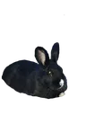 politenana