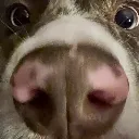 kogaNOSE