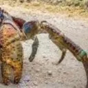 Crab